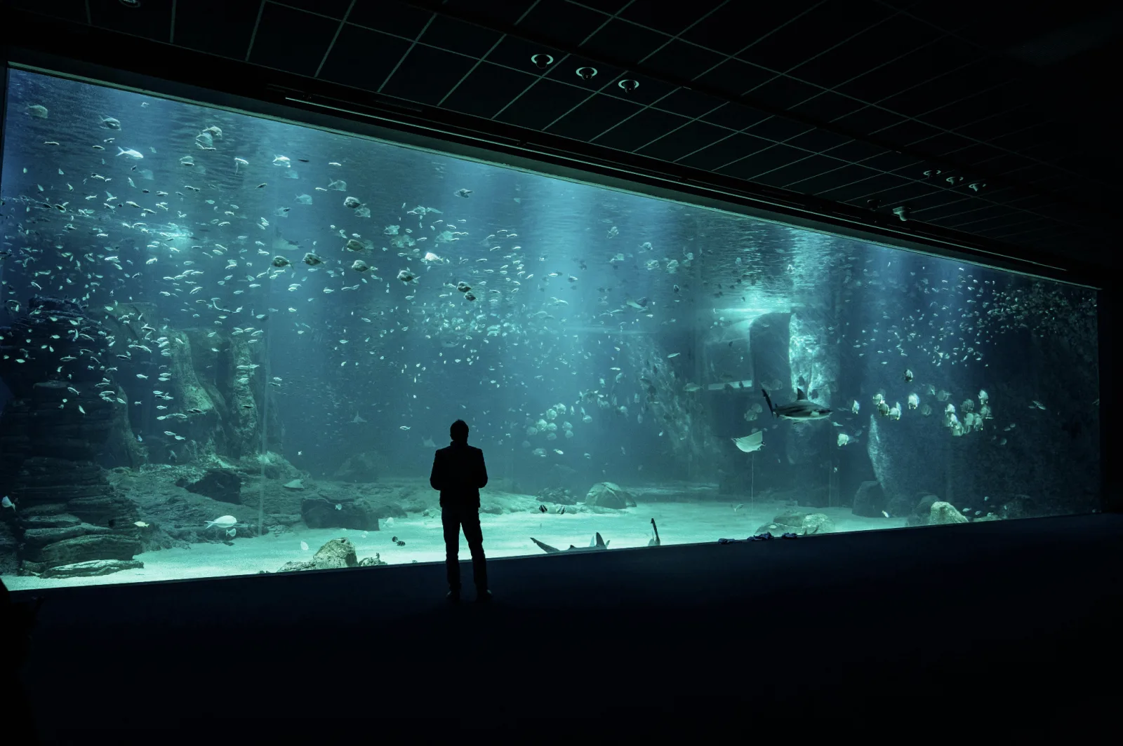Person standing in front of a large aquarium tank